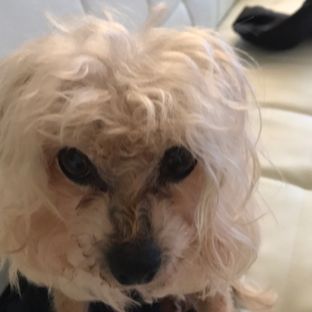 Meet your Posher, Laura